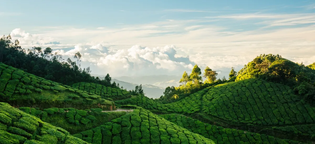 India Cruise and Luxury Tours